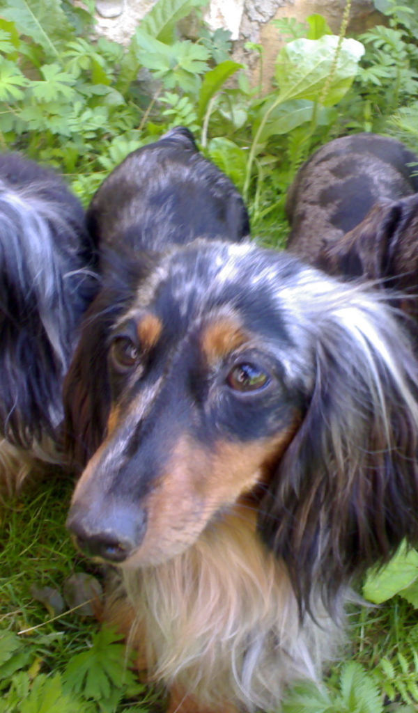 Трио такс в зарослях