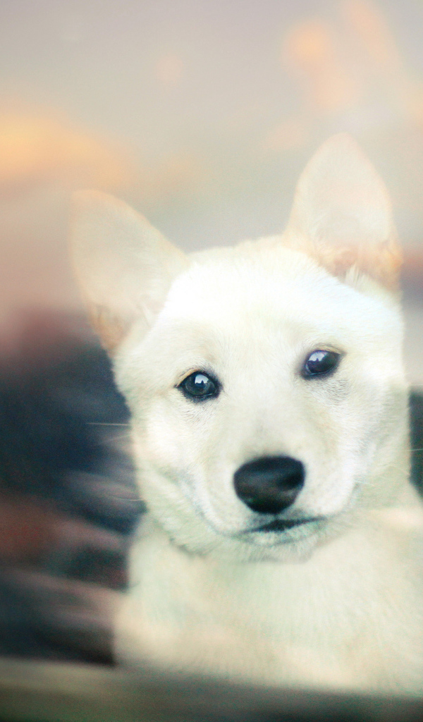 Щенок белой собаки
