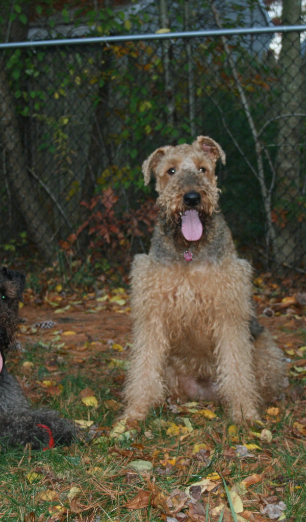 Три эрдельтерьера на охране