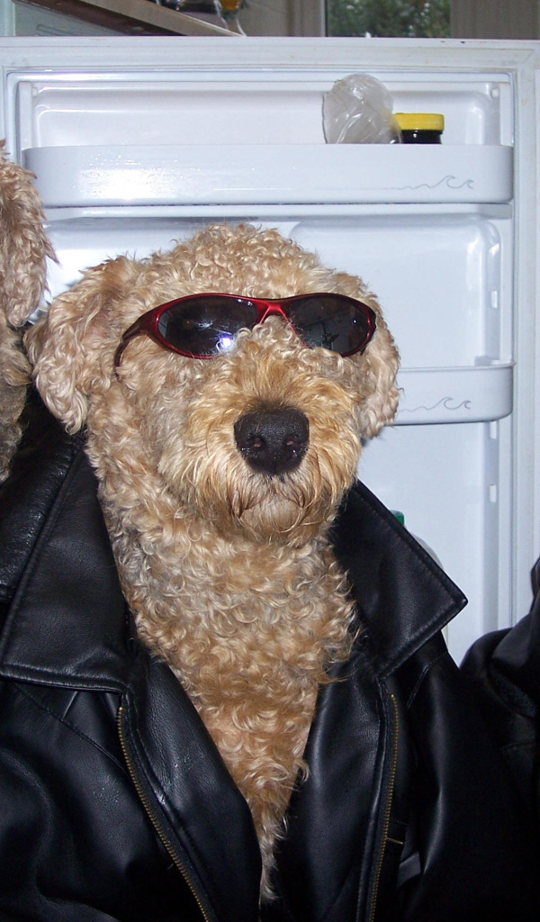 Три эрдельтерьера гангстера