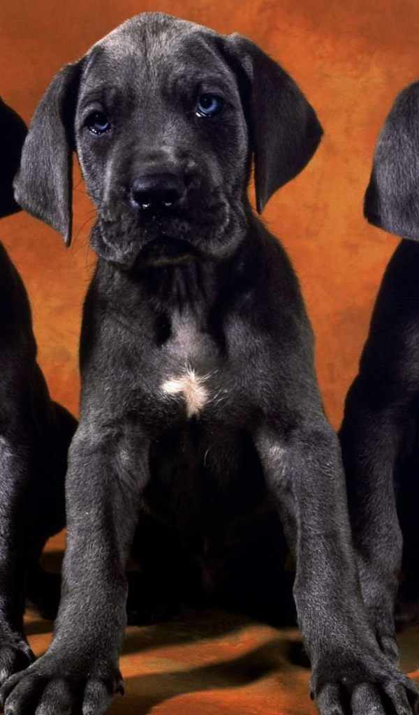 Три щенка добермана