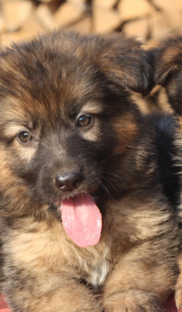 Три щенка немецкой овчарки