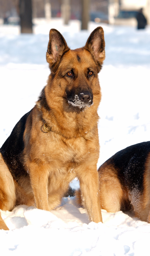 Три дружных немецких овчарки