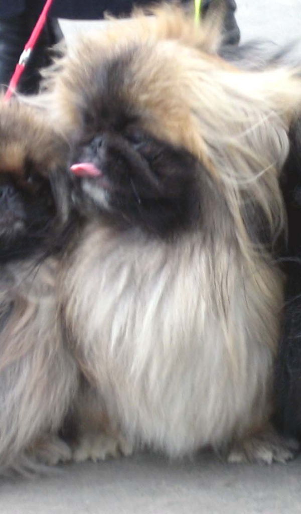 Три пекинеса на прогулке