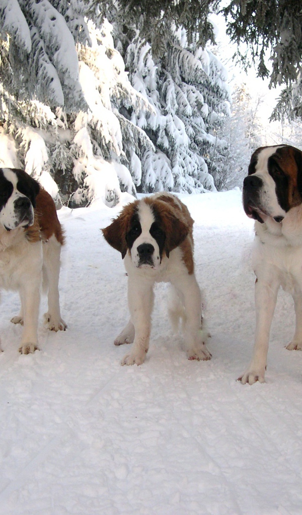 Три сенбернара в лесу