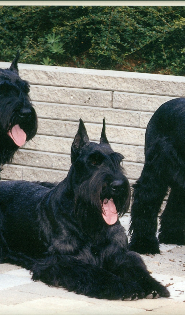 Три больших шнауцера