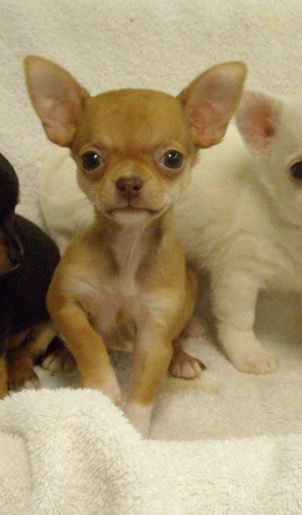 Три щенка чихуахуа