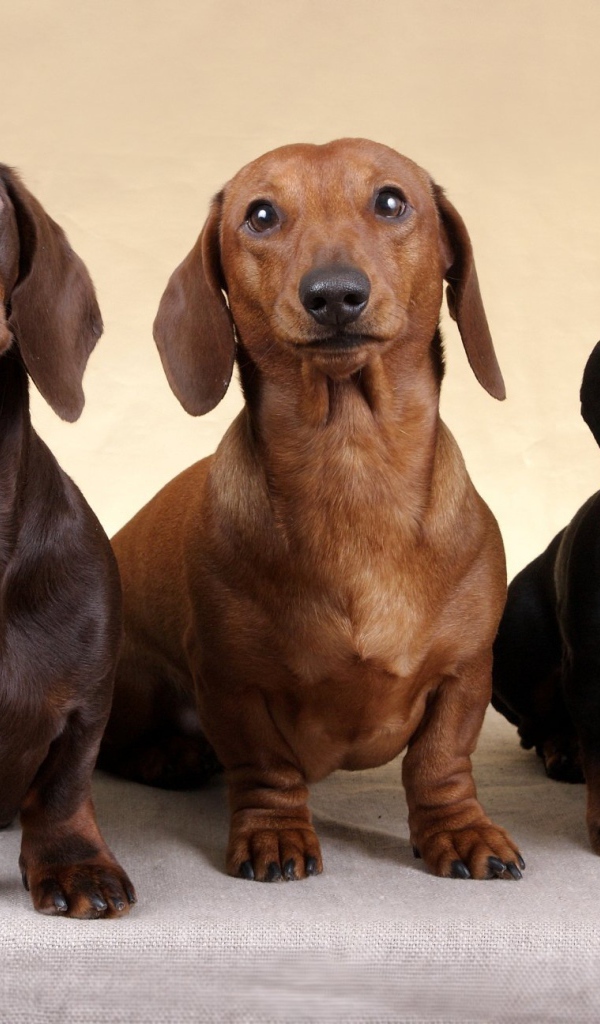 Три таксы смотрят вверх