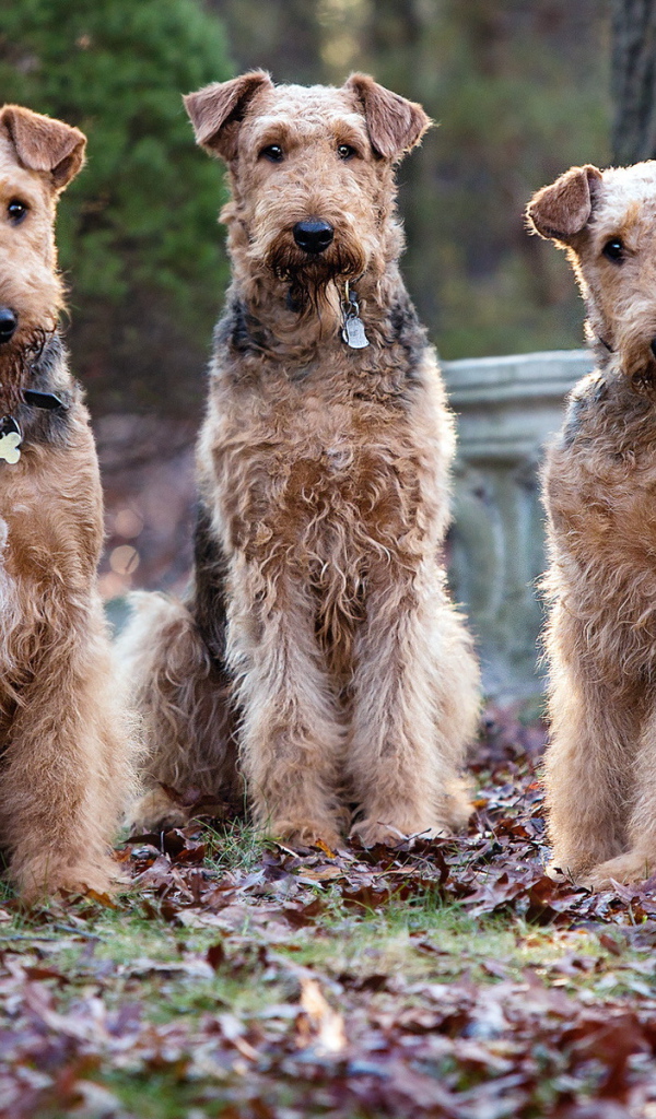 Три собаки эрдельтерьера