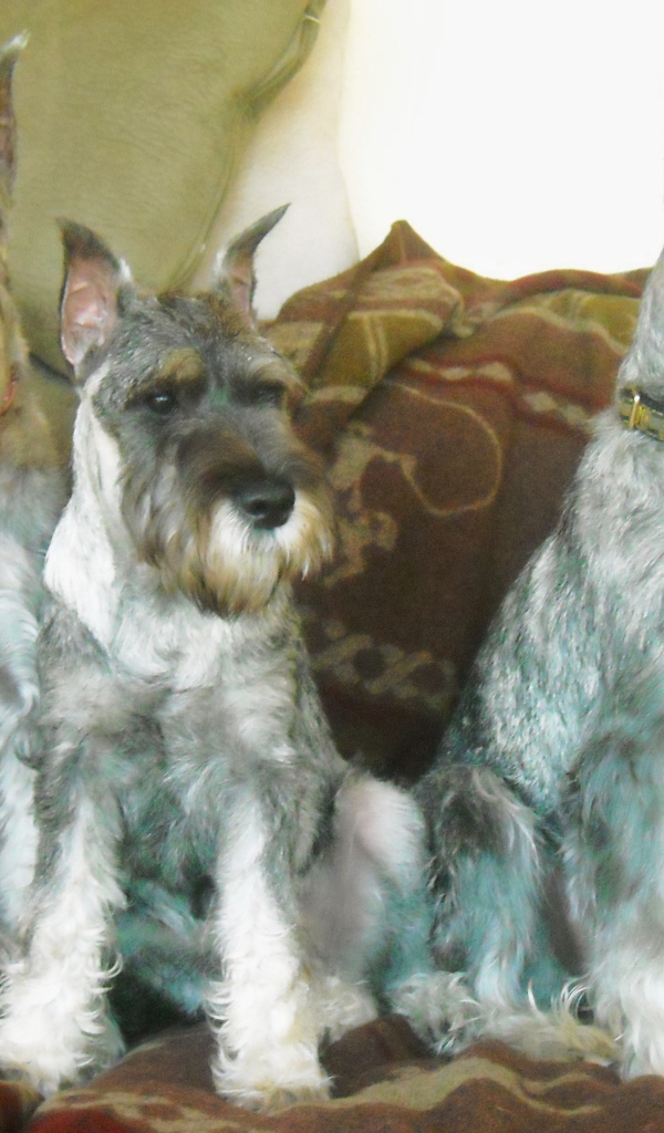 Три собаки шнауцера