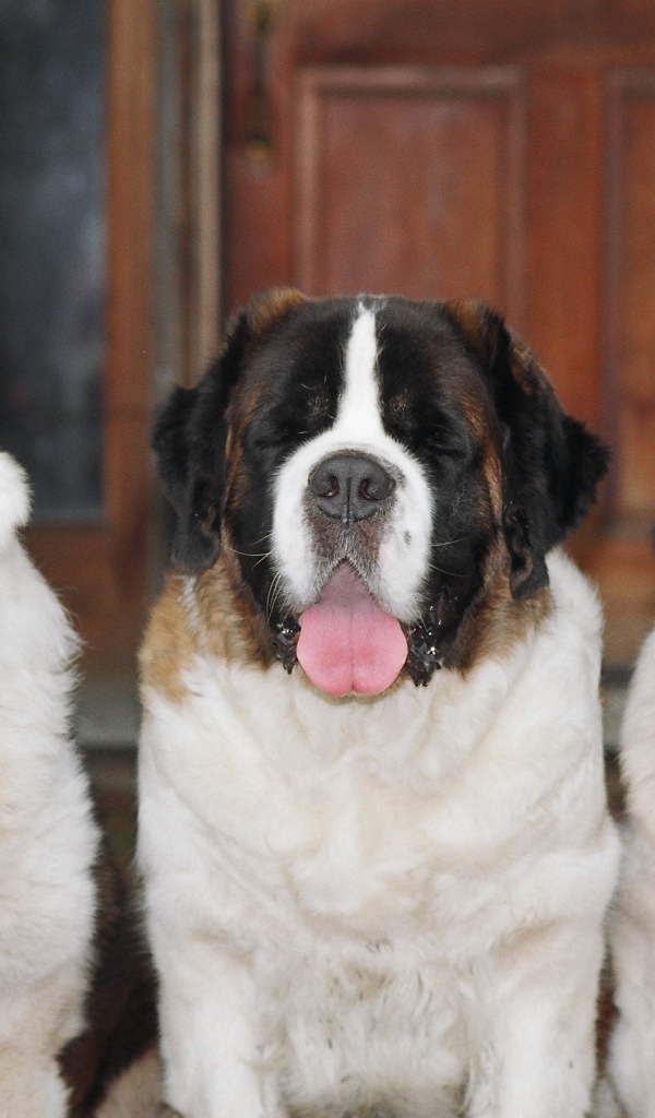 Три больших сенбернара