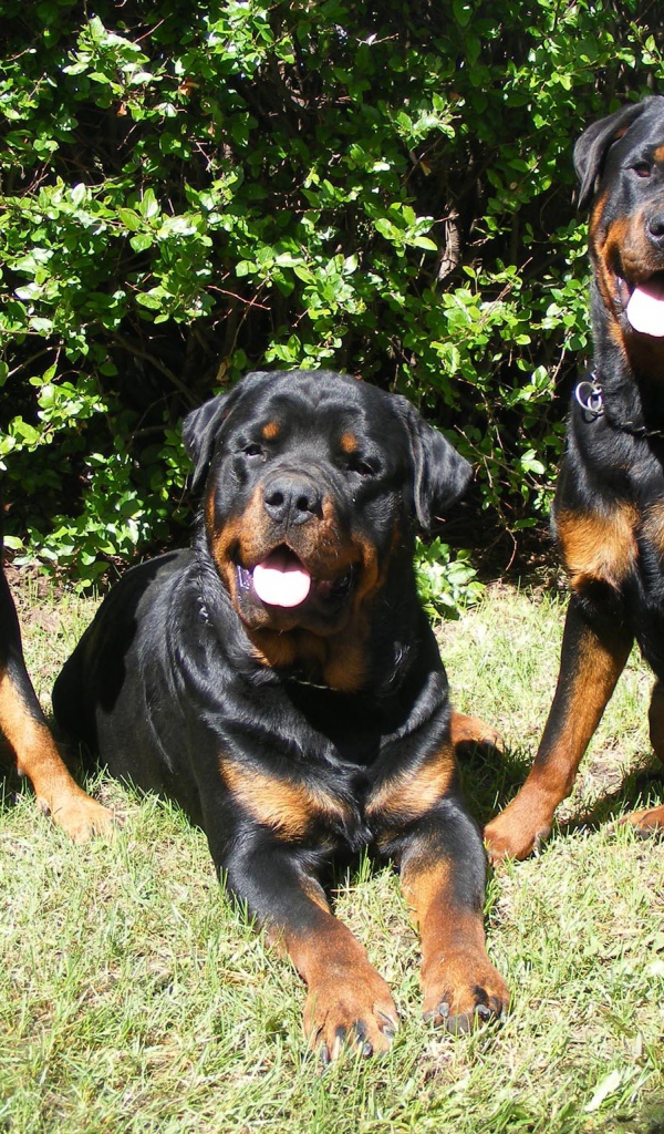 Три друга ротвейлера