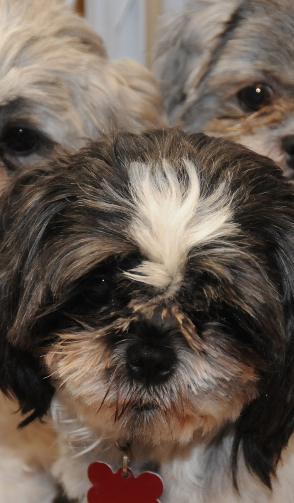 Три друга шитцу