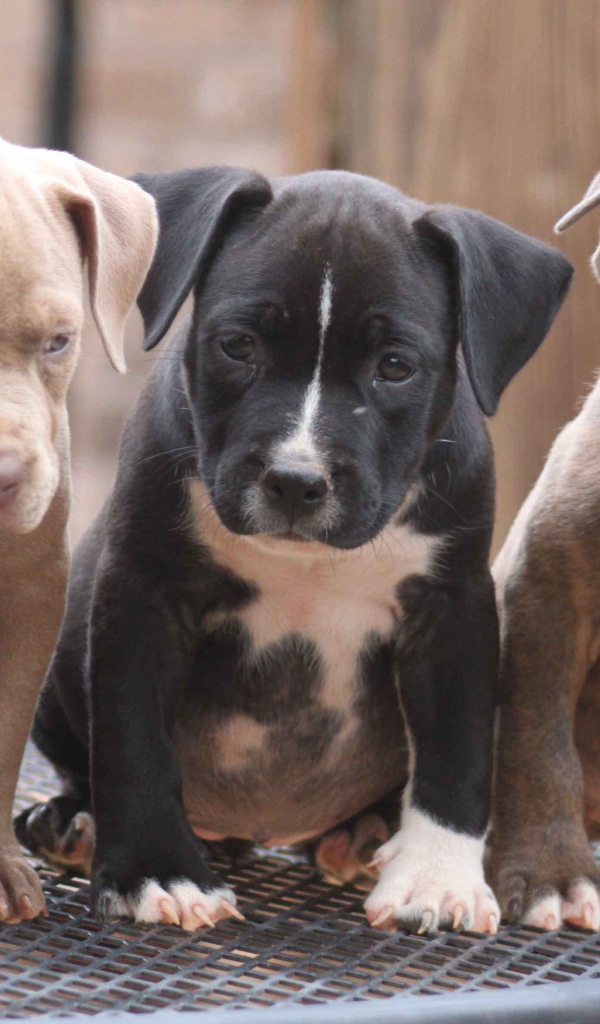 Три щенка питбуля