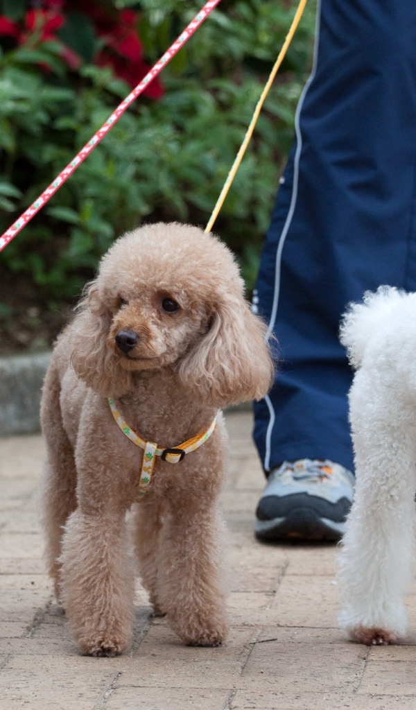 Три пуделя на прогулке