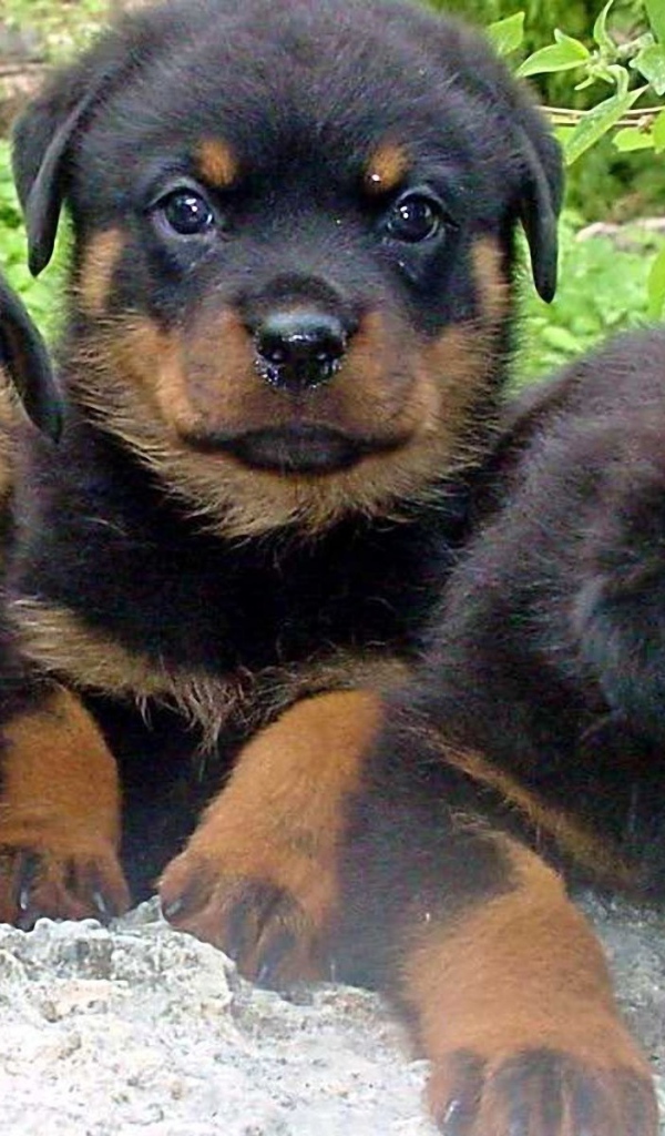 Три щенка ротвейлера