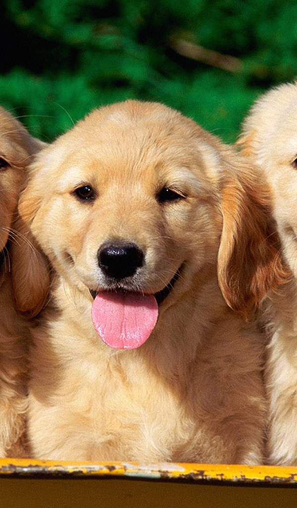 Три щенка ретривера