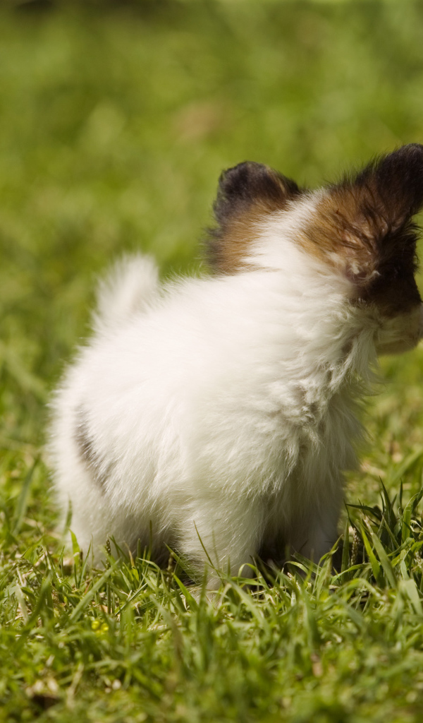 Крошечный японский хин