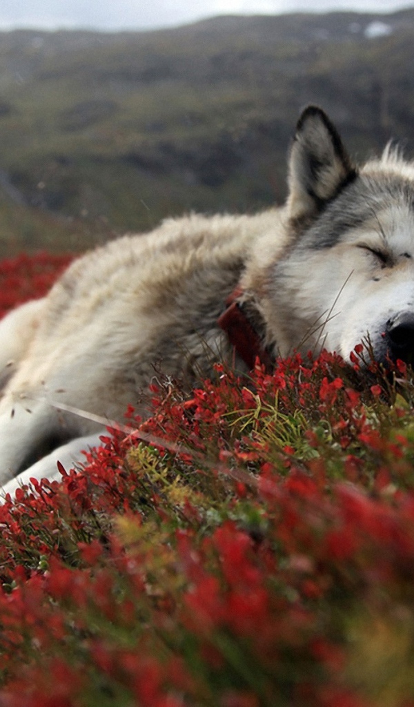 Уставшая лайка прилегла