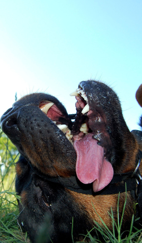 Уставший ротвейлер лежит на траве