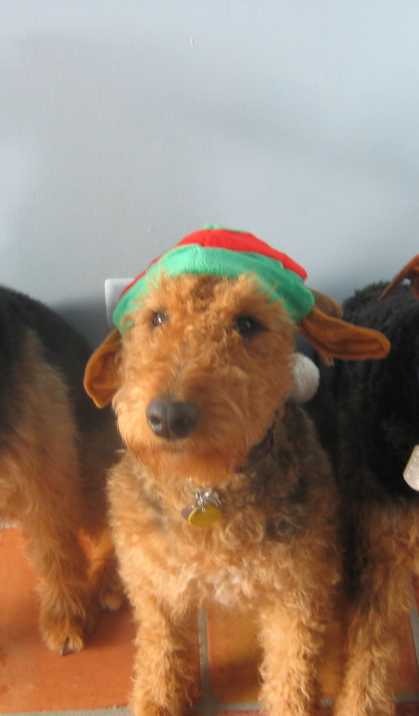 Тройка рождественских эрдельтерьеров