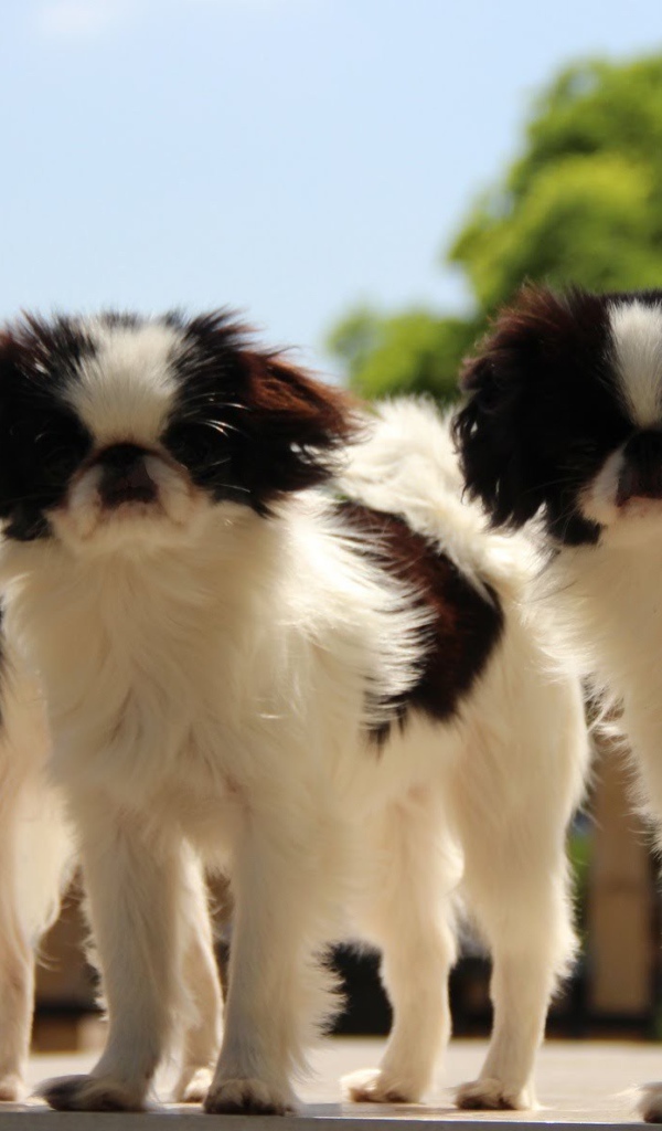 Тройка собак японский хин