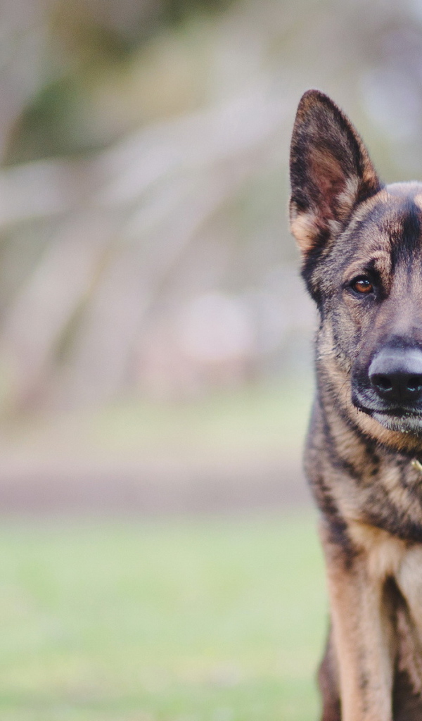 Верный друг человека