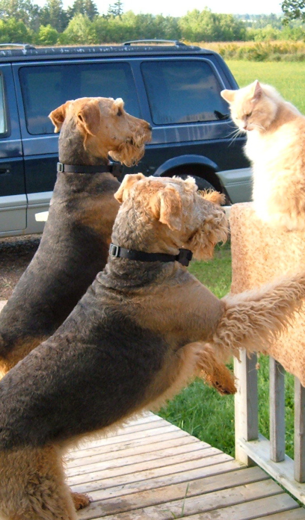 Два эрдельтерьера пристают к коту