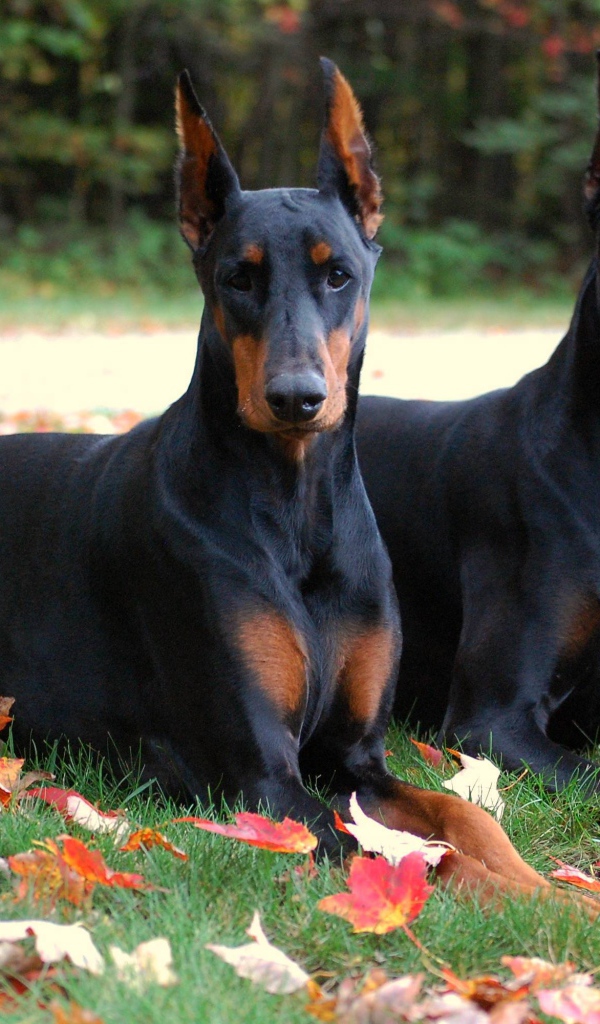 Два добермана в осеннем парке