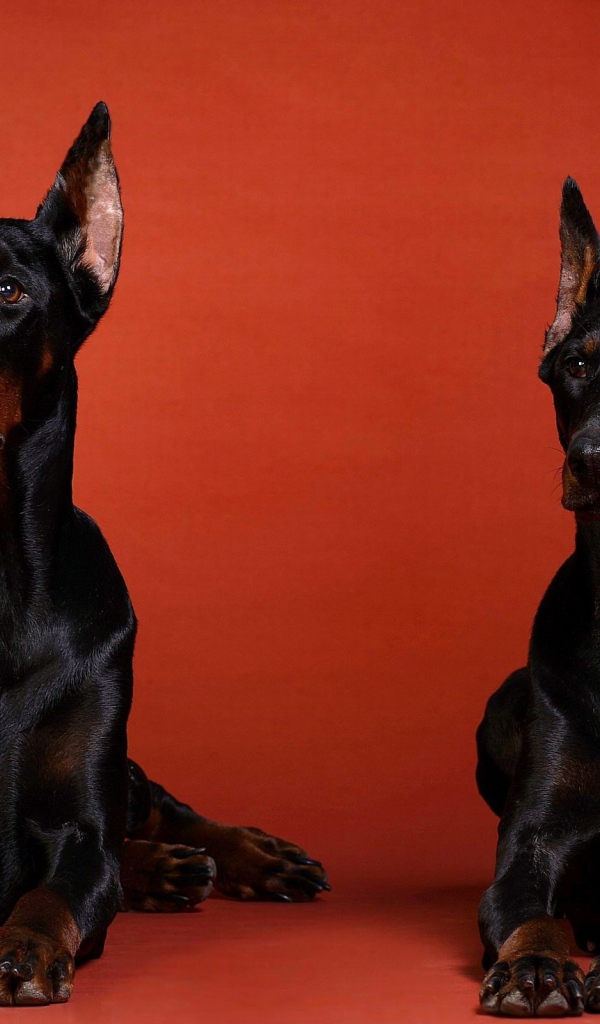 Два добермана на красном фоне