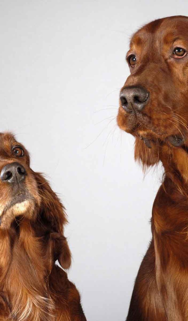 Два английских кокер спаниеля