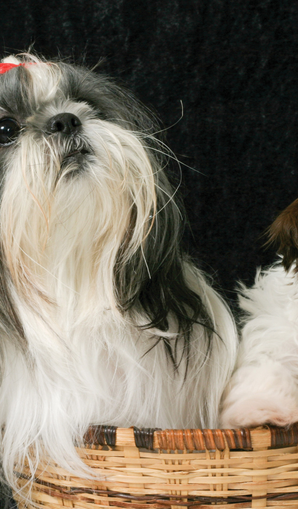 Два шитцу в корзине