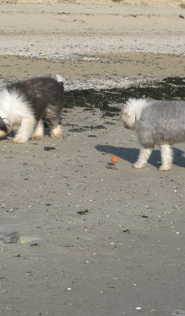 Два бобтейла на пляже