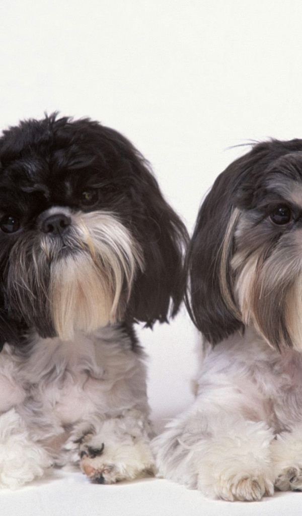 Два подстриженных шитцу