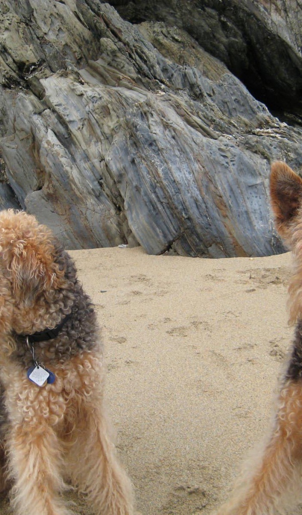 Два милых эрдельтерьера на пляже