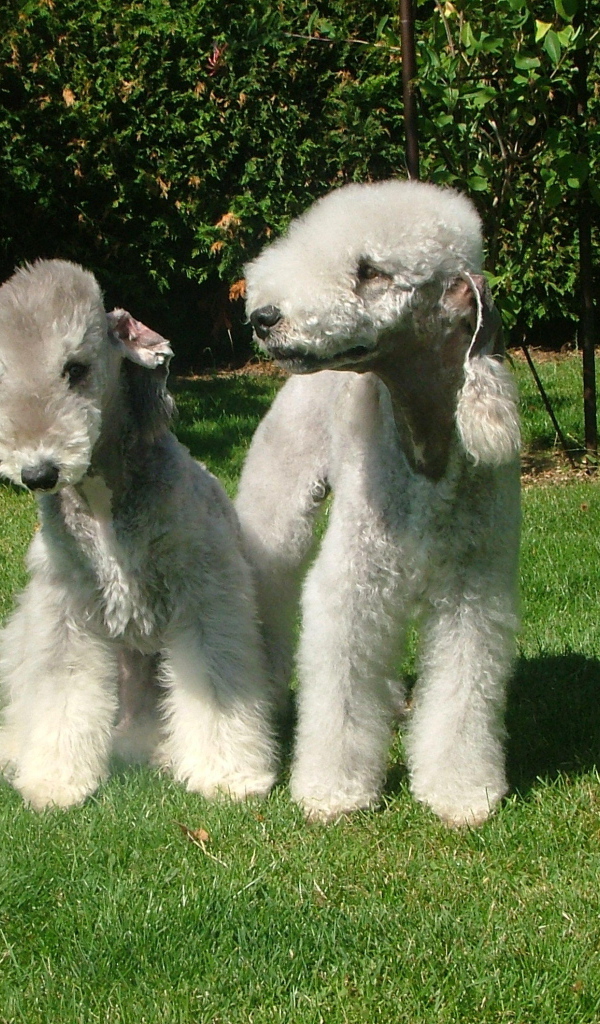 Две милых собачки бедлингтон терьер