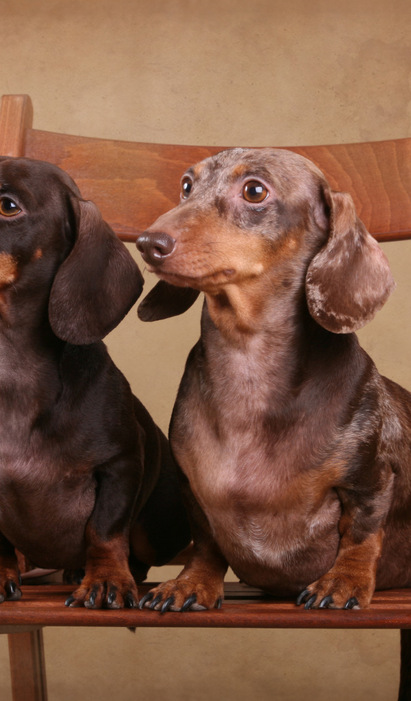 Две таксы на стуле