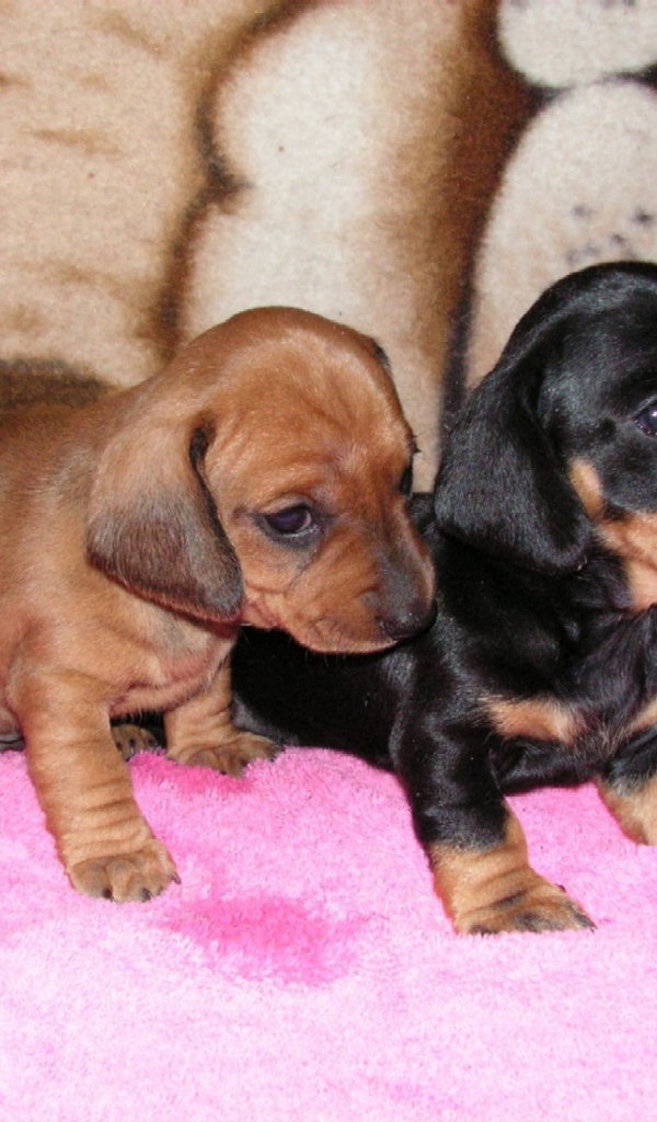 Два щенка таксы