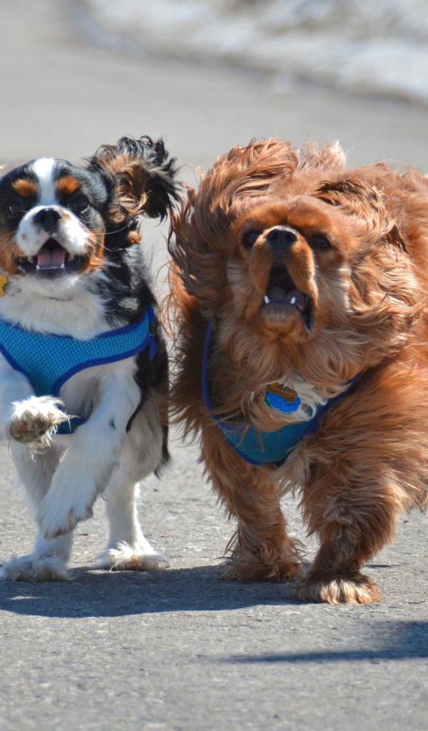 Две собаки кавалер кинг чарльз спаниель на пляже
