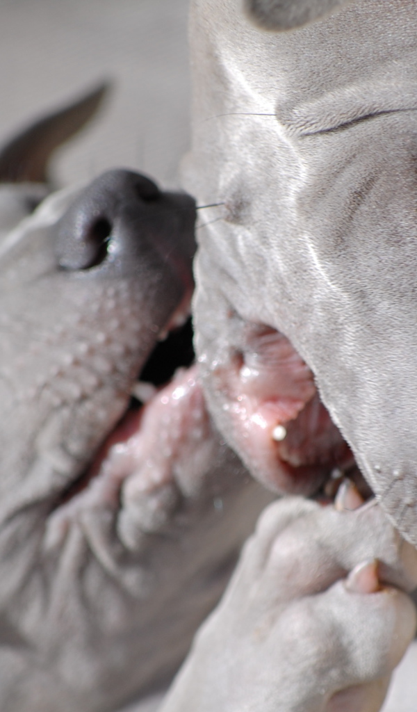 Две собаки тайский риджбек