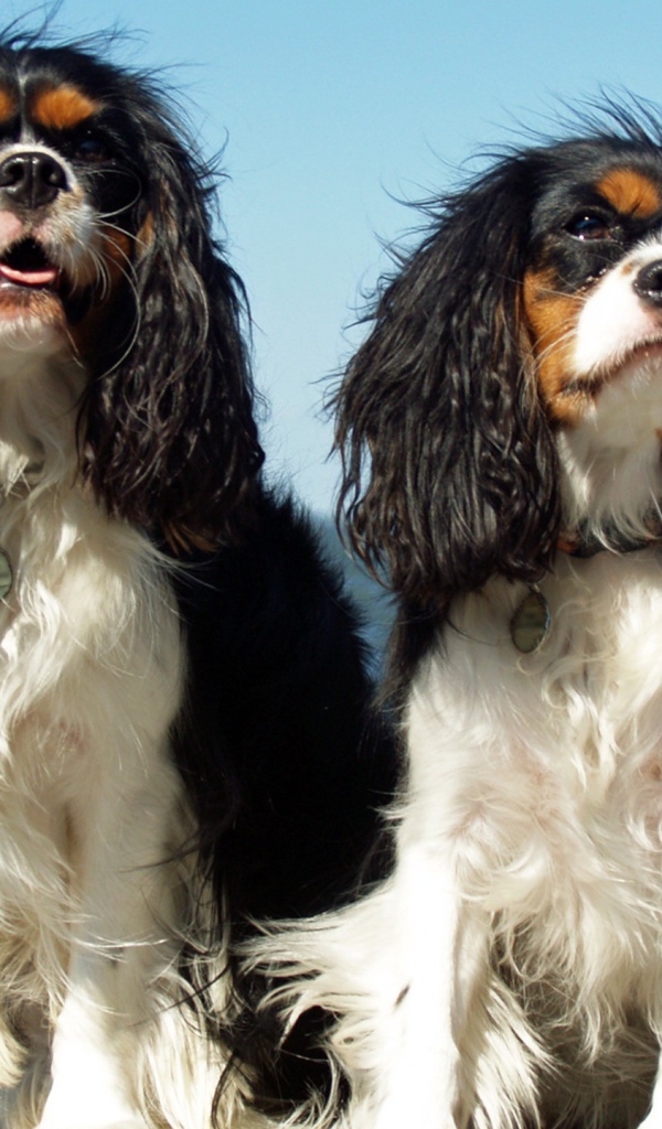 Две собаки у моря