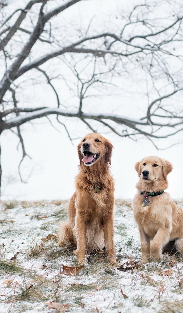 Две собаки на снегу