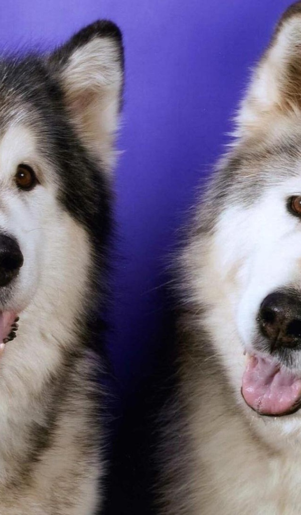 Две забавных лайки