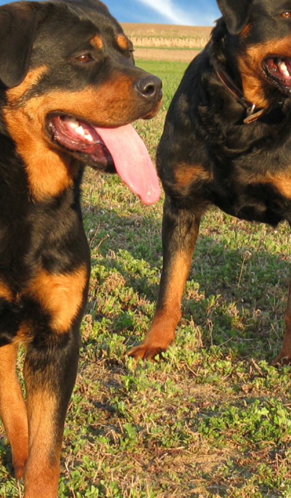 Два больших ротвейлера