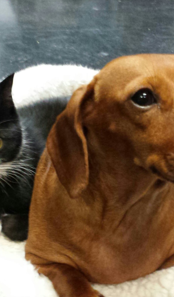 Два друга такса и кот