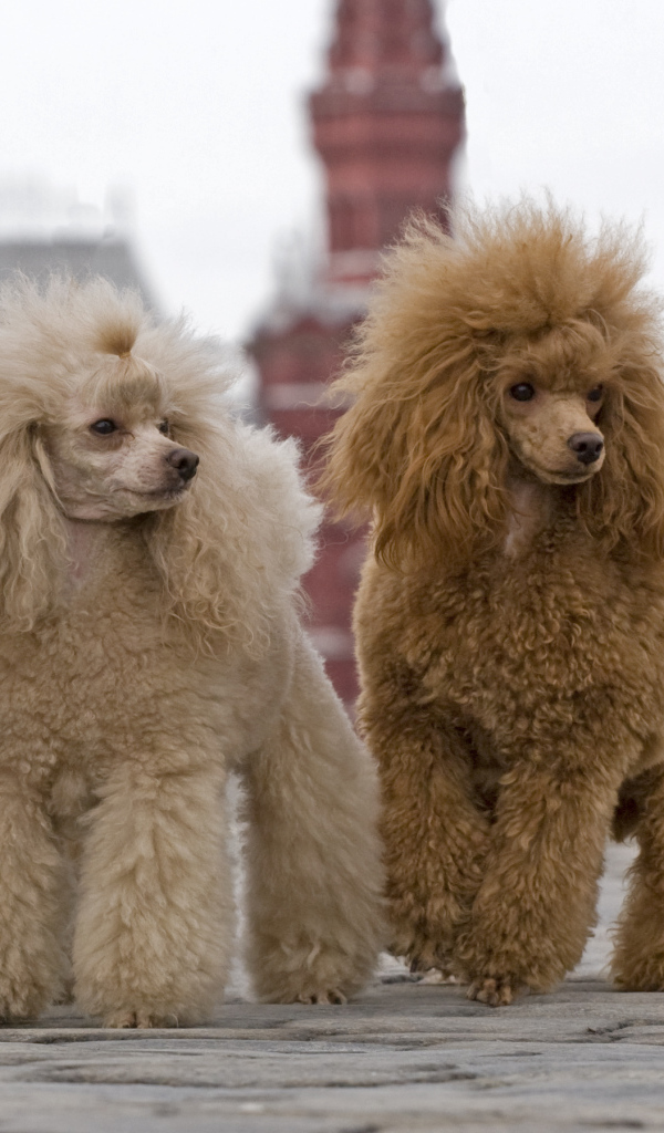 Два пуделя на Красной площади