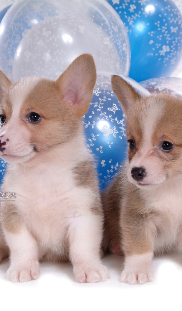 Два щенка вельш-корги на фоне шаров