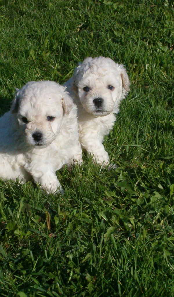 Два щенка собаки комондор