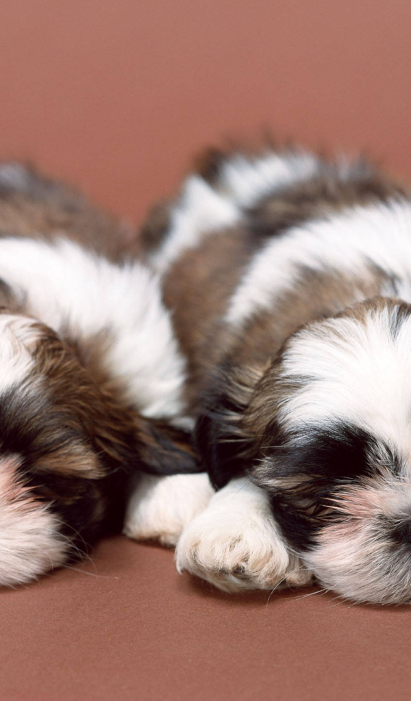 Два щенка шитцу спят