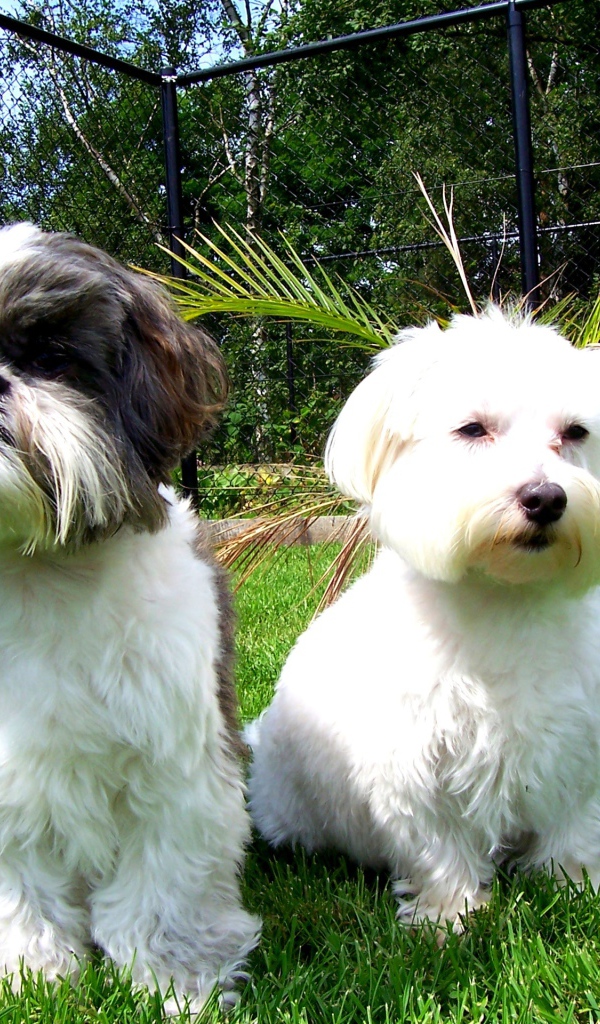 Две маленьких собаки шитцу